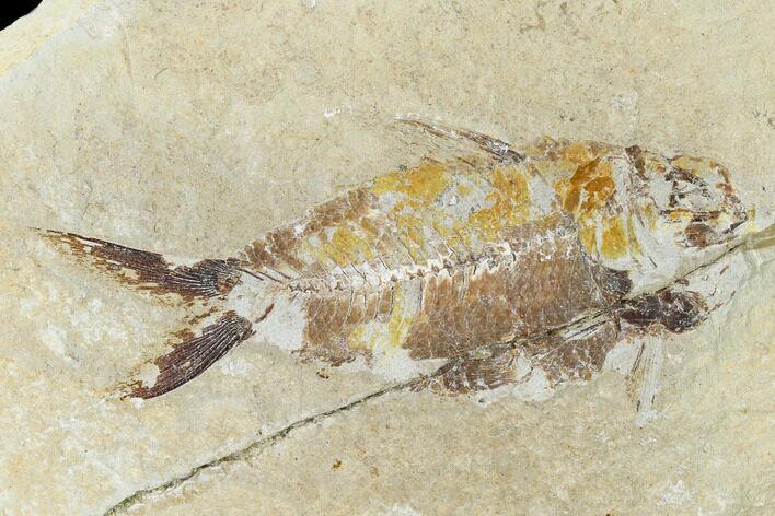 Bargain, Cretaceous Fish (Nematonotus) Fossil - Lebanon #162717